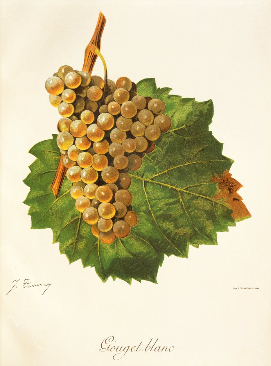 Gouget Blanc drue av J. Troncy av Jules Troncy