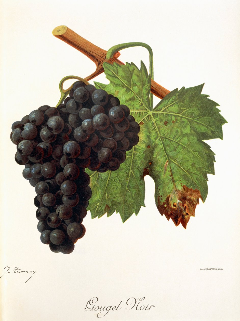 Gouget Noir drue av J. Troncy av Jules Troncy