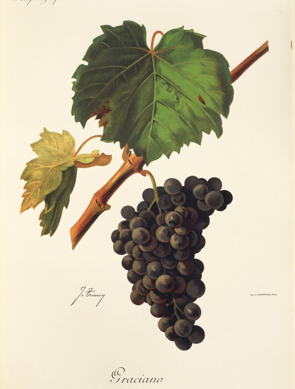 Graciano-drue av J. Troncy av Jules Troncy