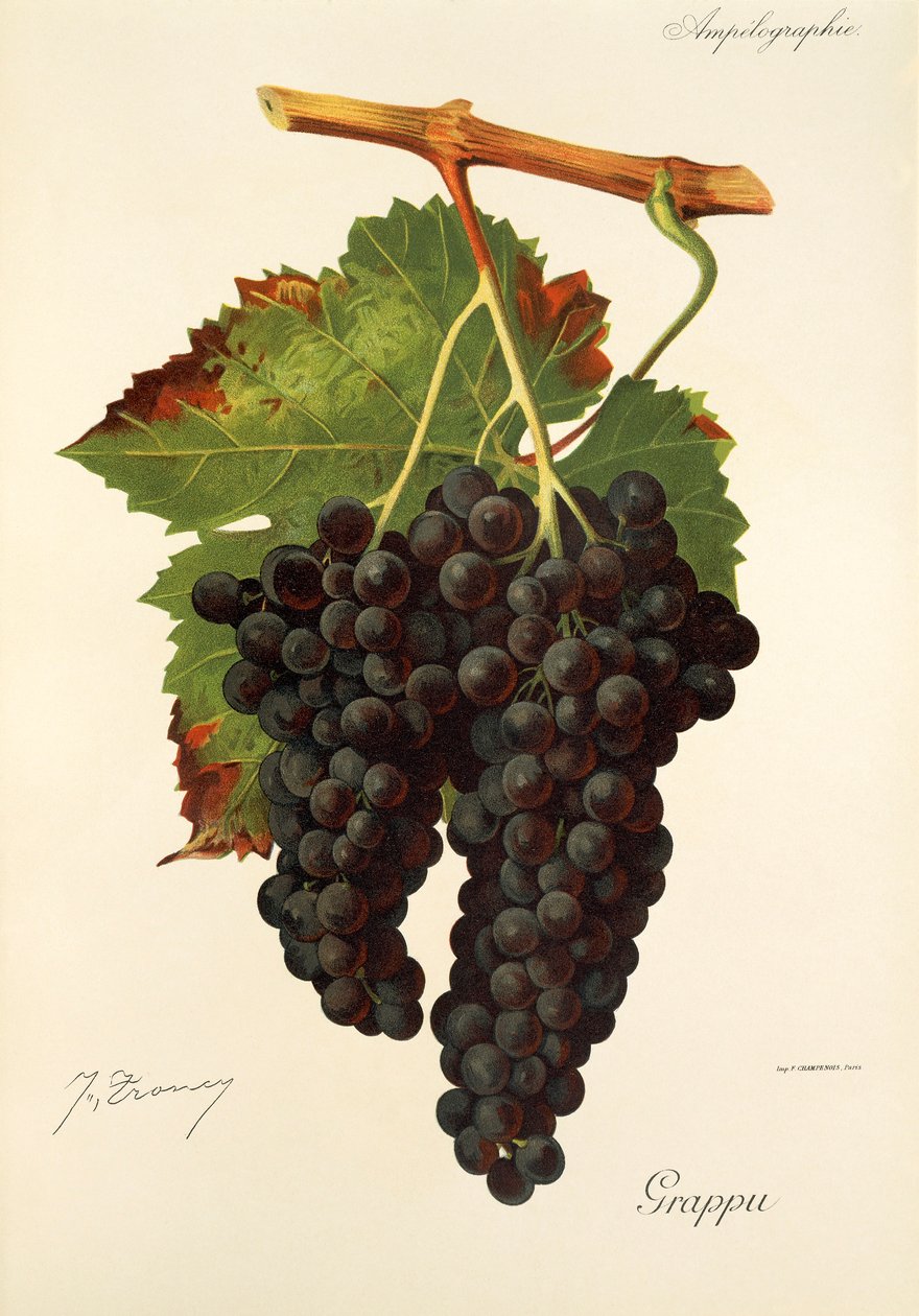 Grappudrue av J. Troncy av Jules Troncy