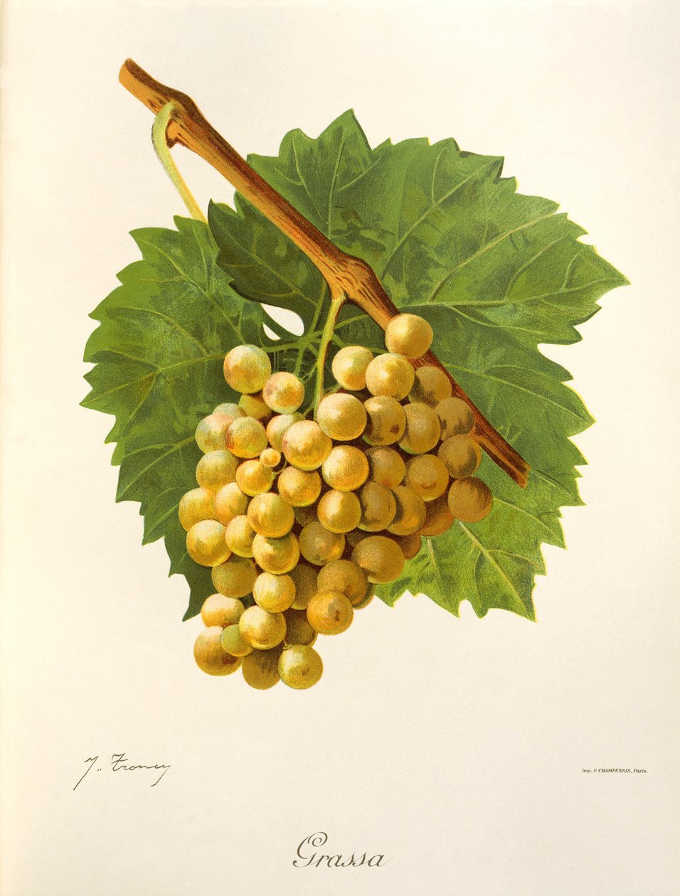 Fet drue av J. Troncy av Jules Troncy