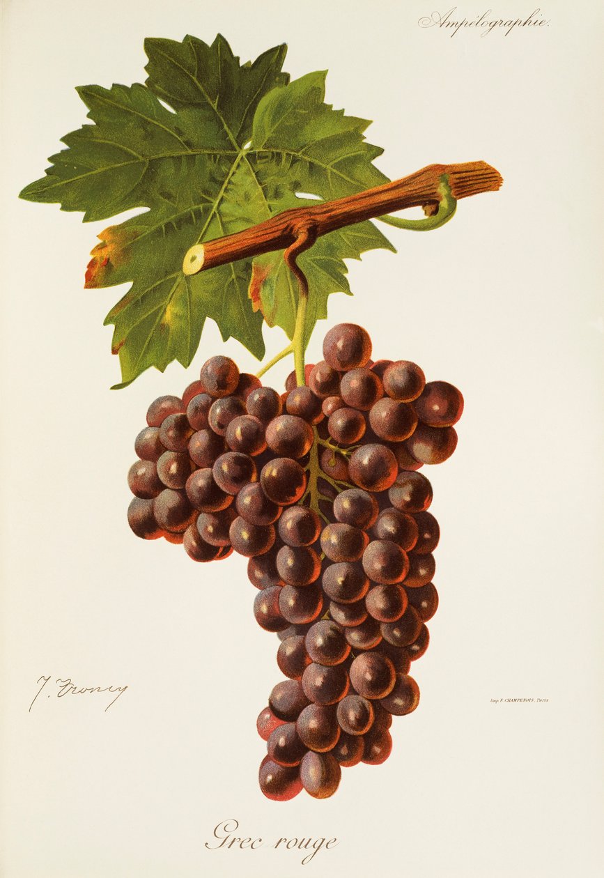 Grec Rouge drue av J. Troncy av Jules Troncy