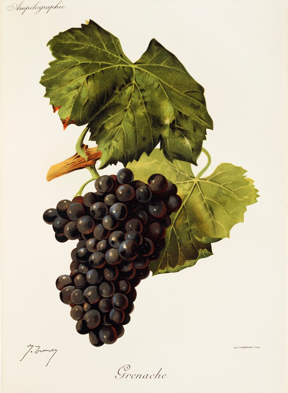 Grenache-drue av J. Troncy av Jules Troncy