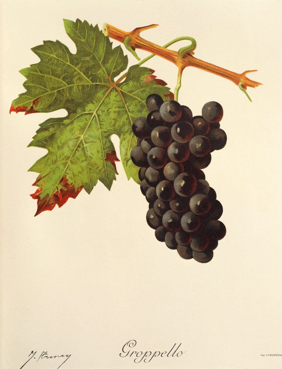 Groppello-drue av J. Troncy av Jules Troncy