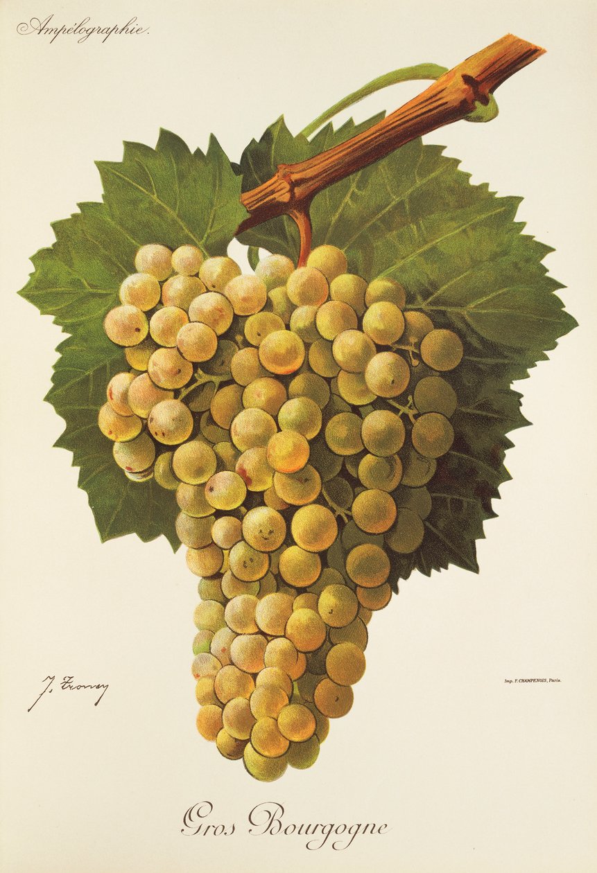 Gros Bourgogne drue av J. Troncy av Jules Troncy