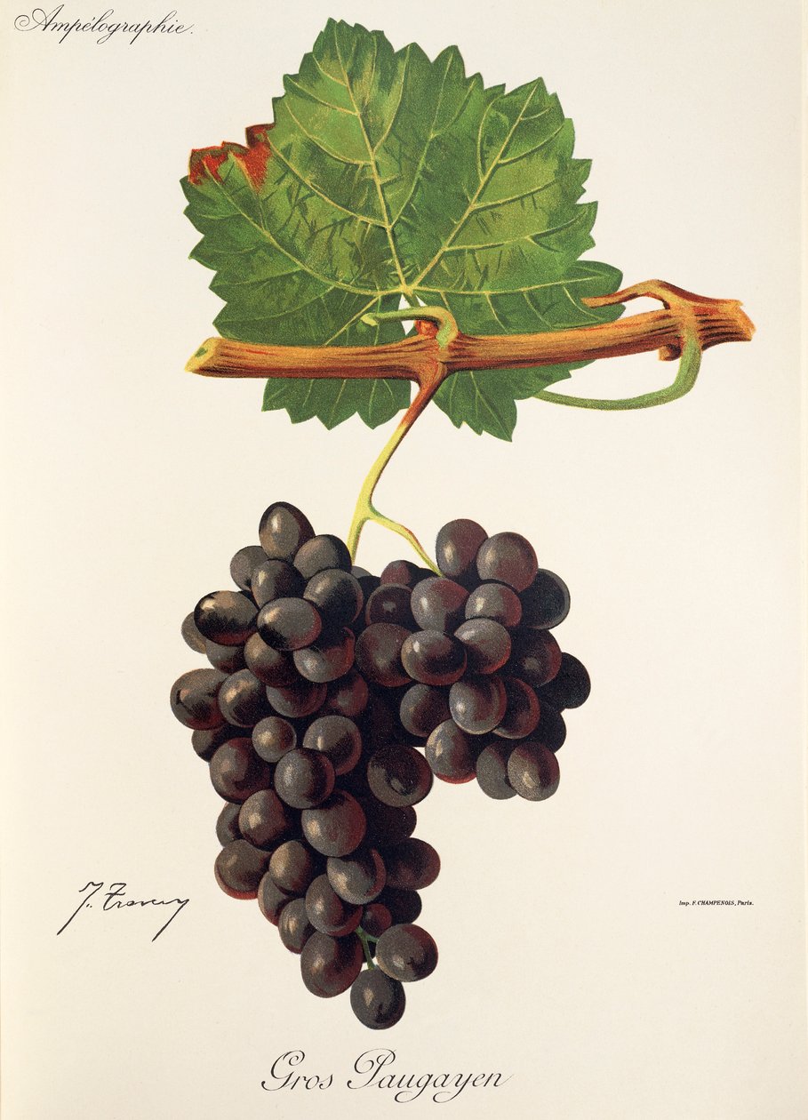 Gros Paugayen drue av J. Troncy av Jules Troncy