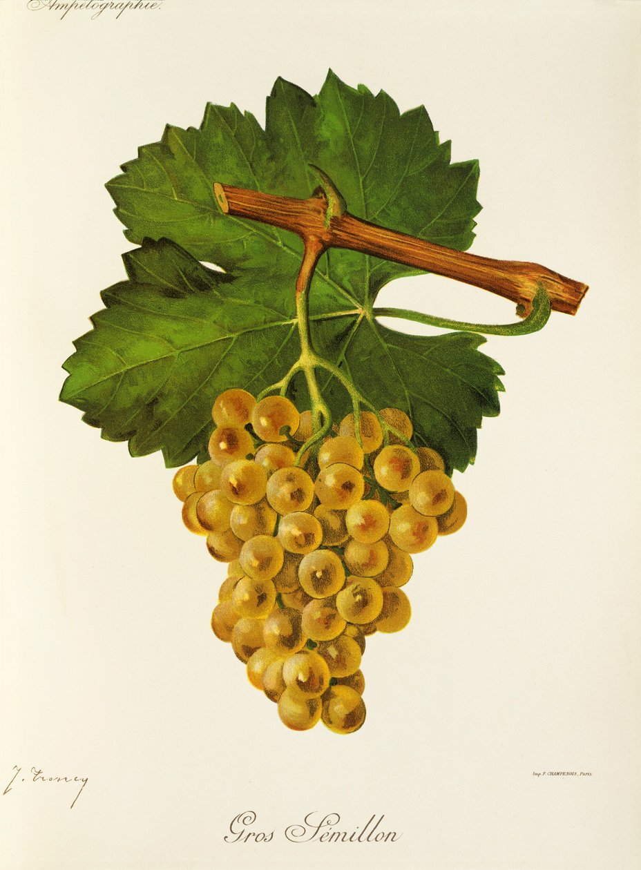 Gros Semillon drue av J. Troncy av Jules Troncy
