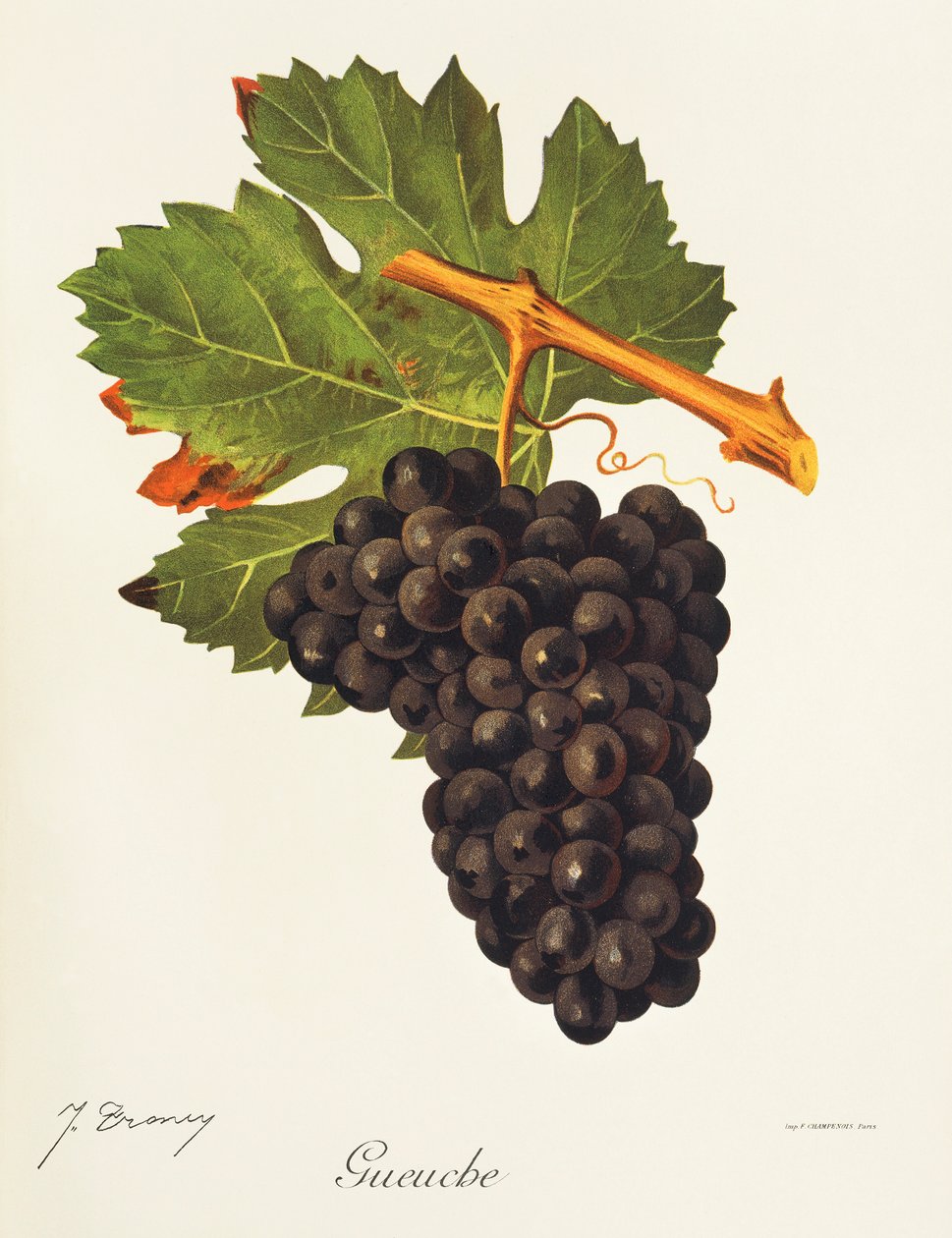 Gueuche-drue av J. Troncy av Jules Troncy