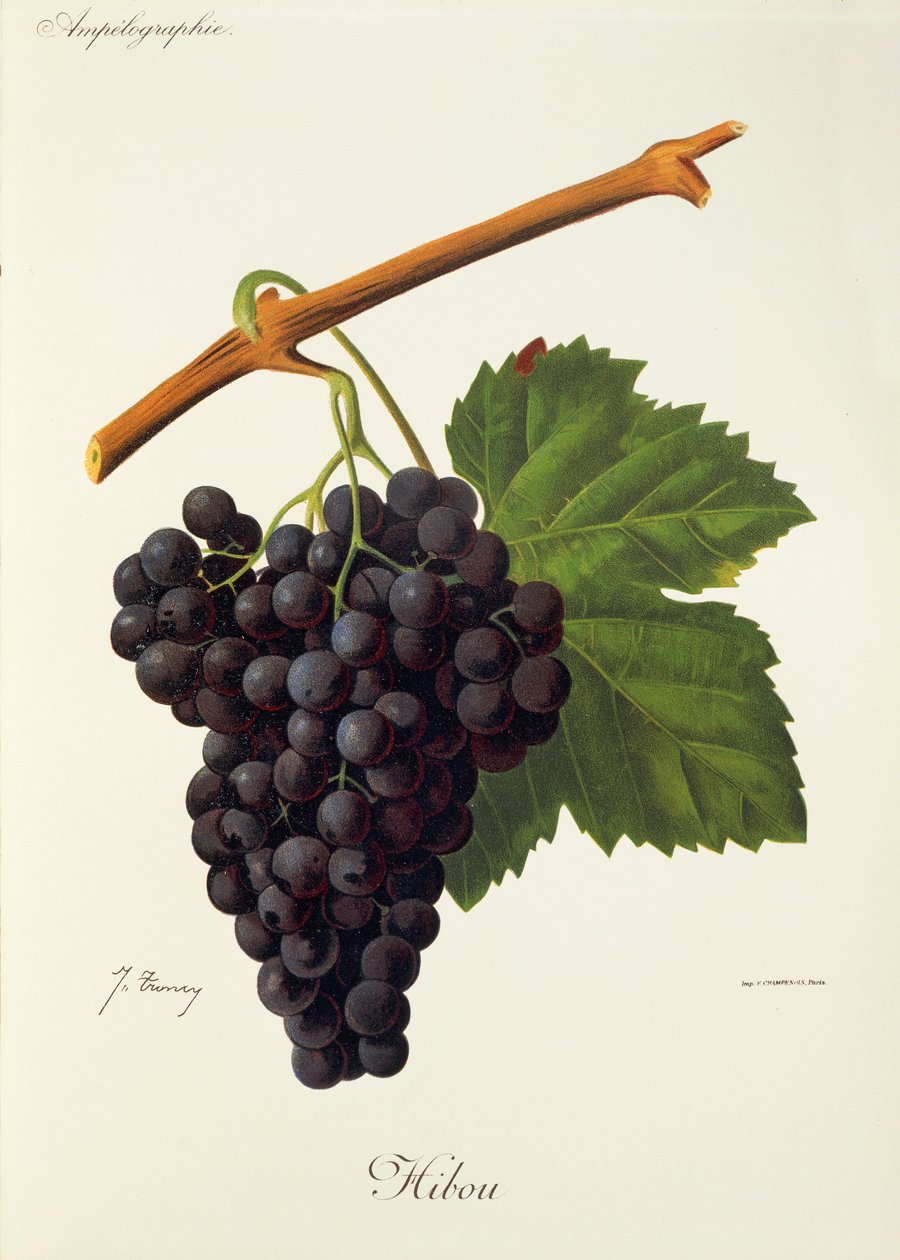 Ugledrue av J. Troncy av Jules Troncy