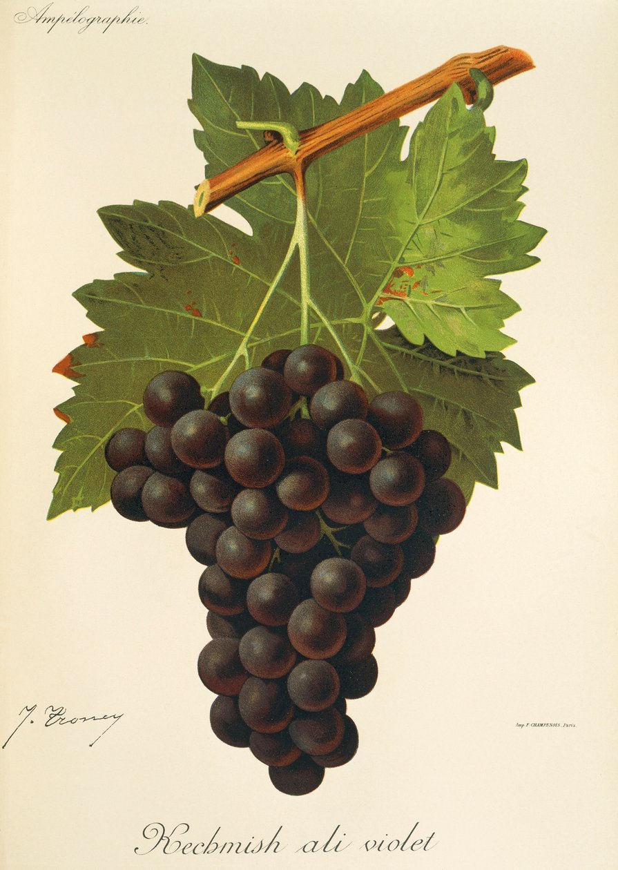 Kechmish Ali Violet drue av J. Troncy av Jules Troncy
