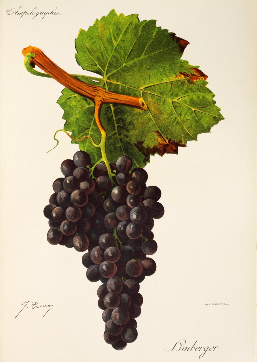 Limberger-drue av J. Troncy av Jules Troncy