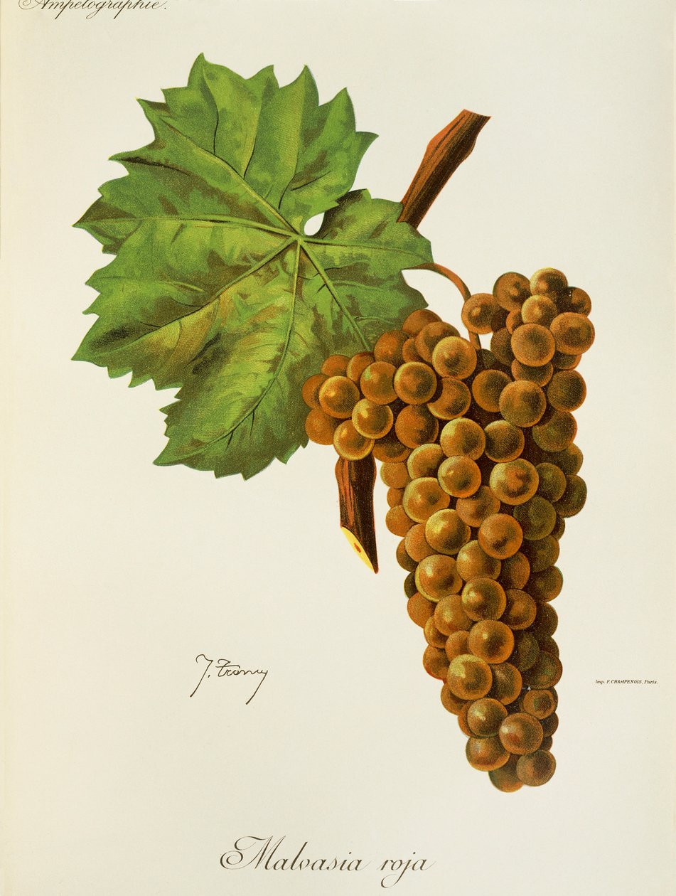 Malvasia Roja-drue av J. Troncy av Jules Troncy