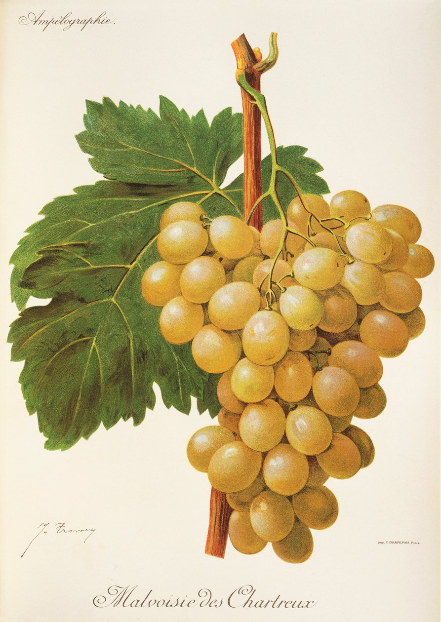Malvoisie des Chartreux drue av J. Troncy av Jules Troncy
