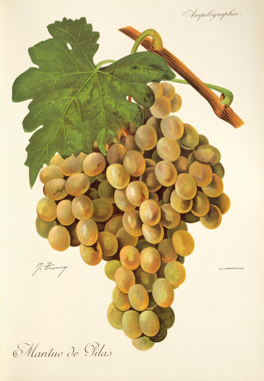 Mantua de Pilas drue av J. Troncy av Jules Troncy