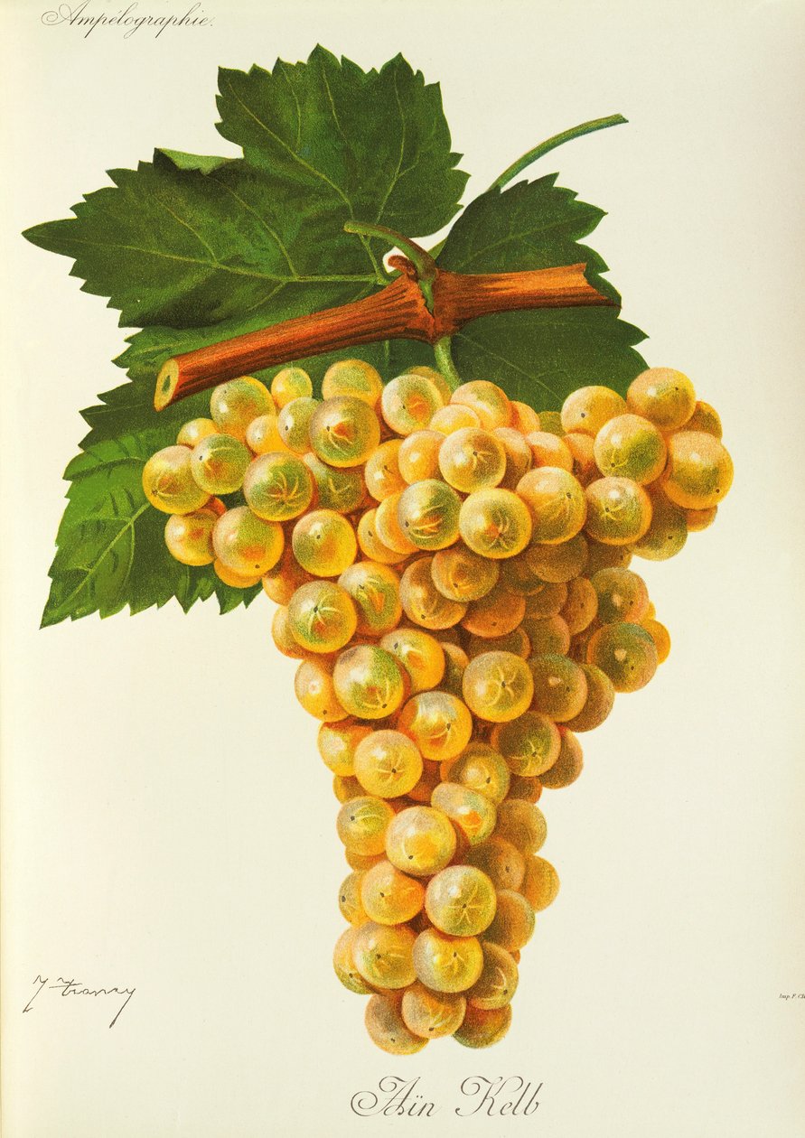Marsanne grape by J. Troncy   1414464   no       norwegian Successfully Translated  Original: Pewter Porringer Translat: Pewter Porringer 1225270 no norwegian Successfully Translated Original: O Spartan dog, plate fifteen from Othello Translat: O Spartan d av Jules Troncy