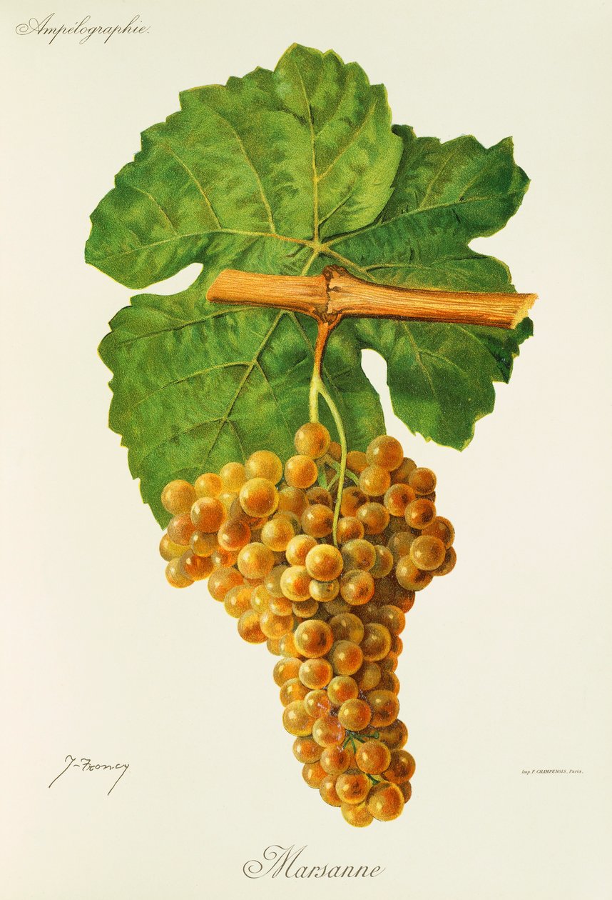 Marsanne-drue av J. Troncy av Jules Troncy