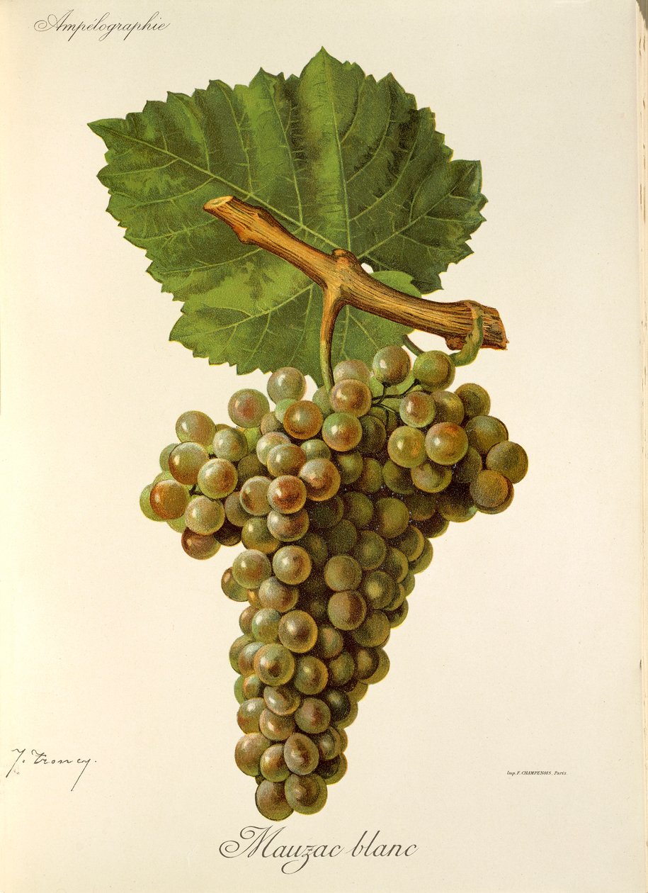 Mauzac Blanc drue av J. Troncy av Jules Troncy
