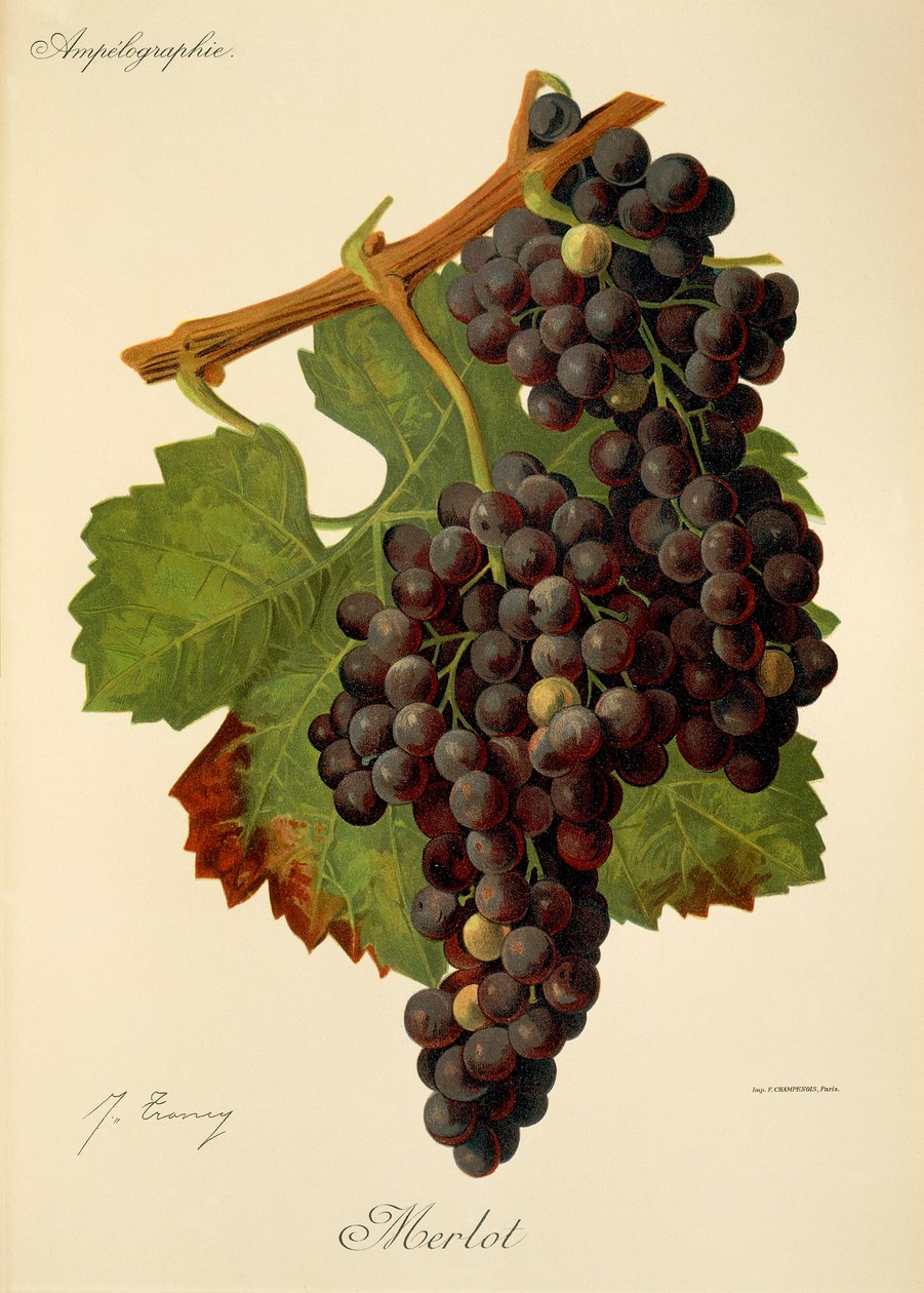 Merlot-drue av J. Troncy av Jules Troncy