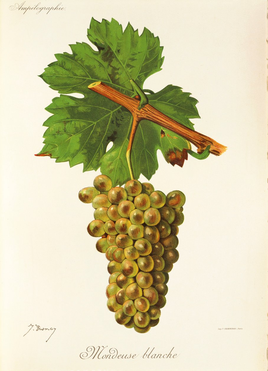 Mondeuse Blanche drue av J. Troncy av Jules Troncy