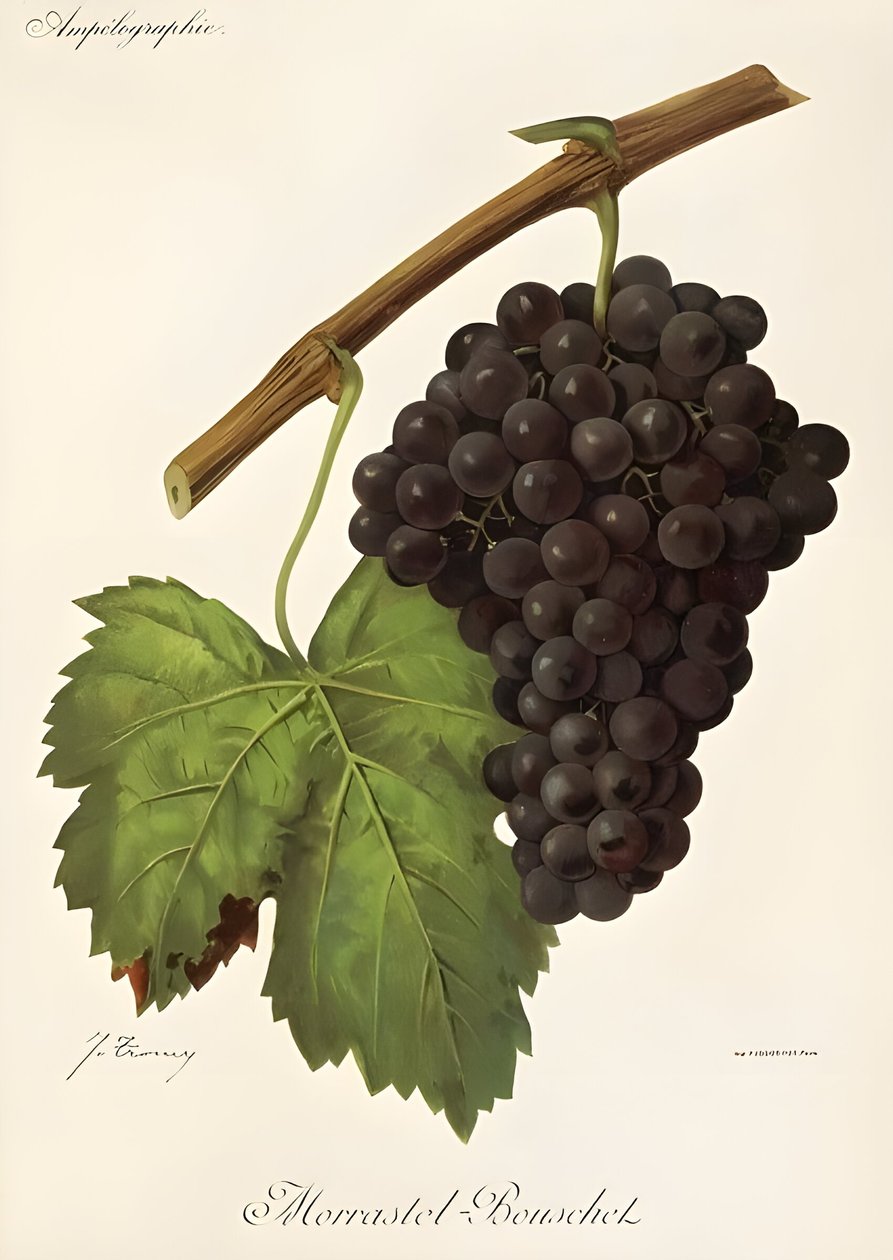  av Jules Troncy
