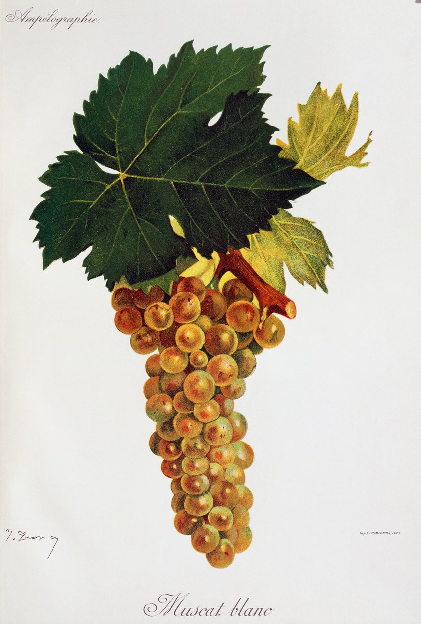 Moscato hvite druer (Muscat blanc) av Jules Troncy fra Ampelographie, Traite general de viticulture (Ampelography, General treaty of viticulture), bind III, av Pierre Viala (1859-1936) og Victor Vermorel (1848-1927), Paris av Jules Troncy
