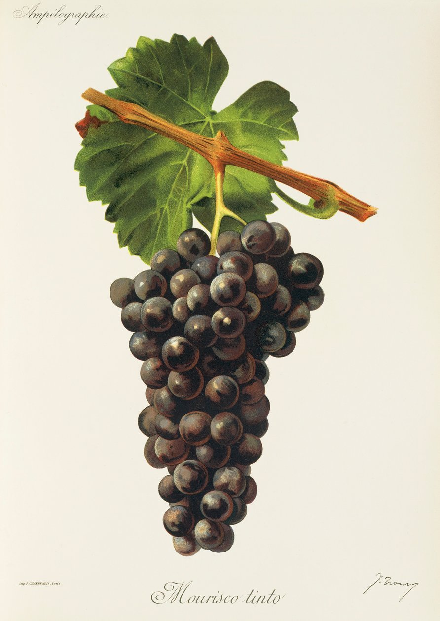 Mourisco Tinto drue av J. Troncy av Jules Troncy