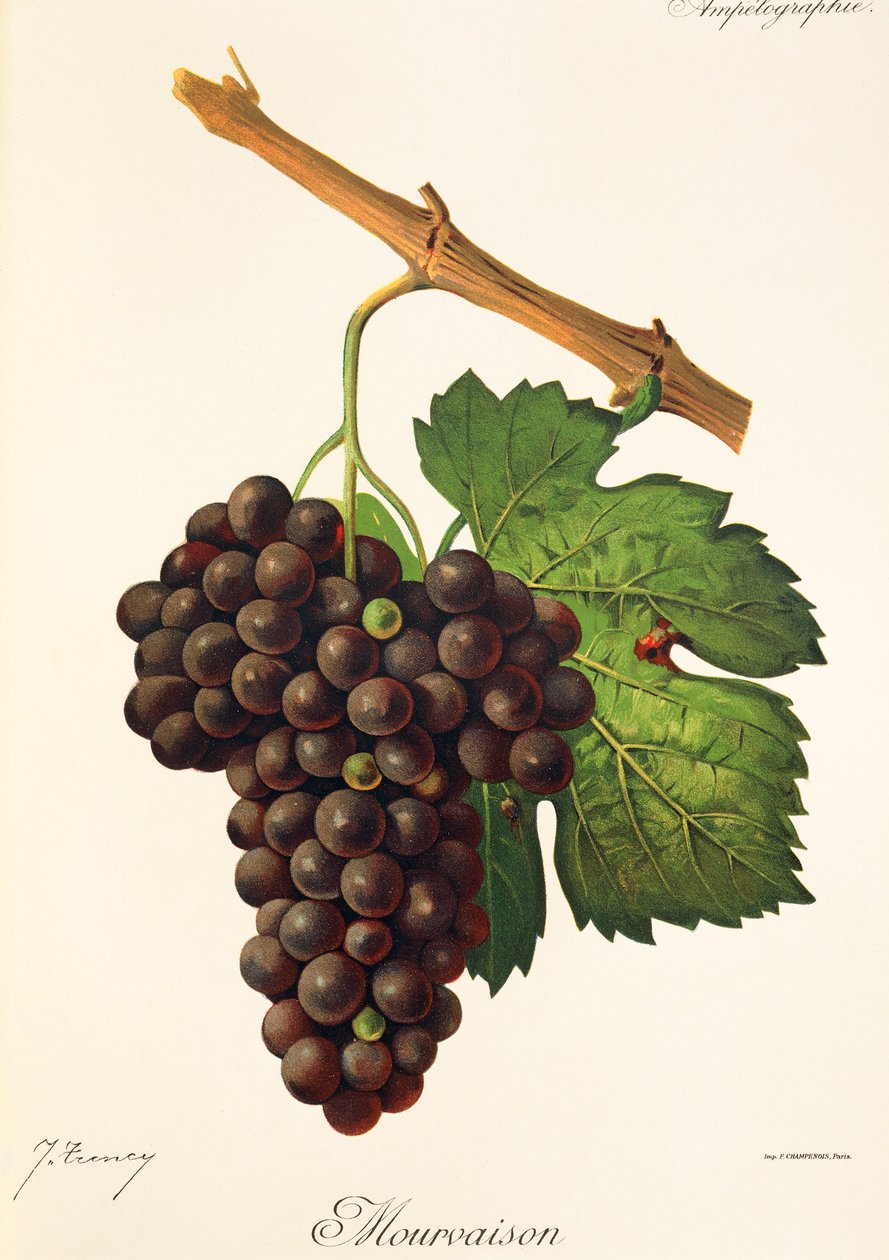 Mourvaison-drue av J. Troncy av Jules Troncy