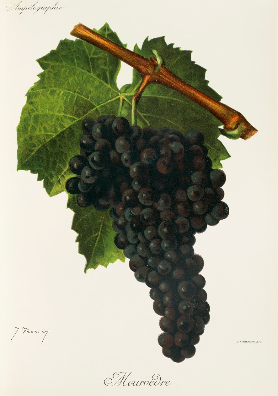 Mourvedre-drue av J. Troncy av Jules Troncy