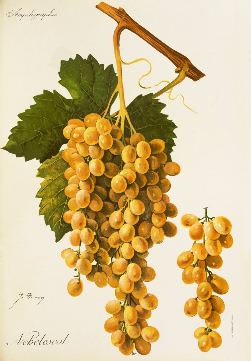 Nebelescol drue av J. Troncy av Jules Troncy