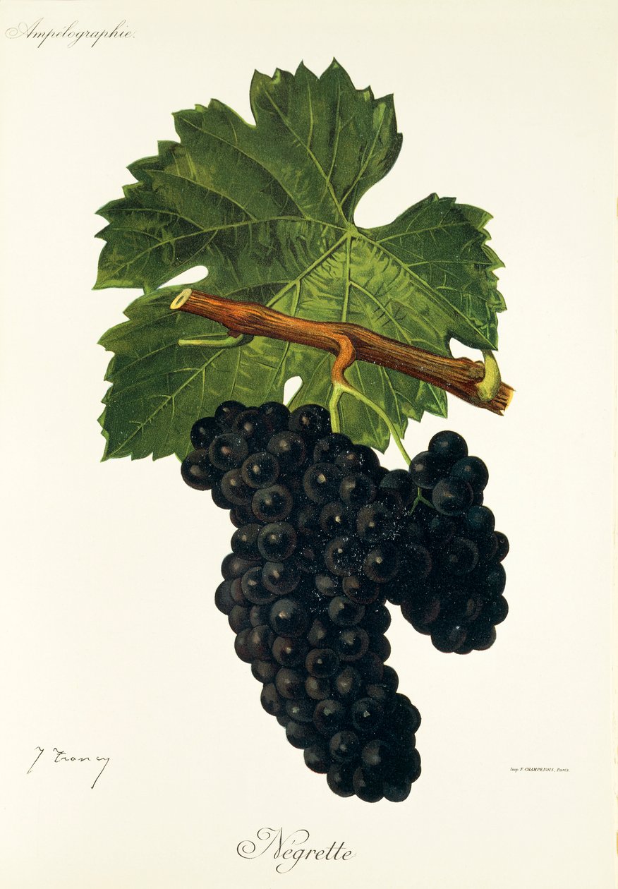 Negrette drue av J. Troncy av Jules Troncy