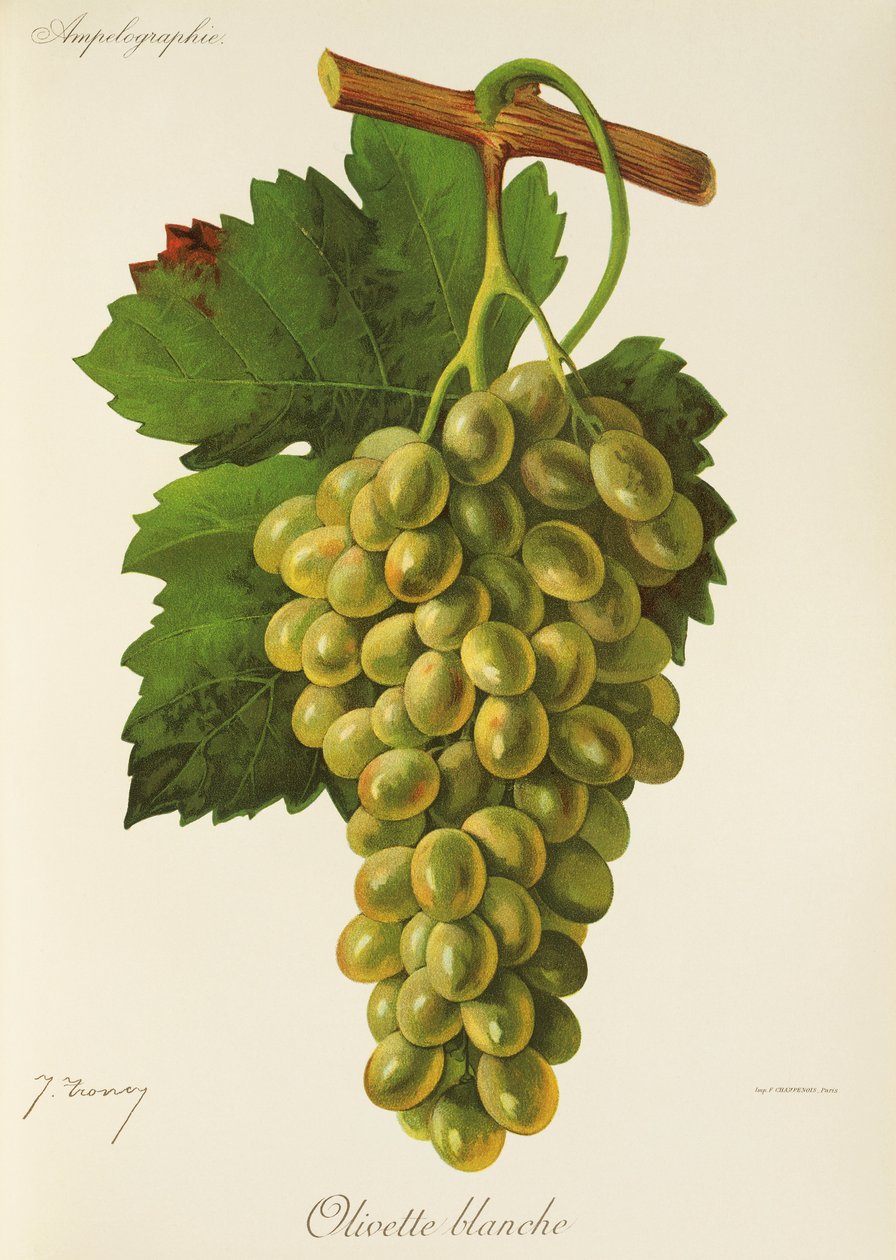 Olivette Blanche drue av J. Troncy av Jules Troncy