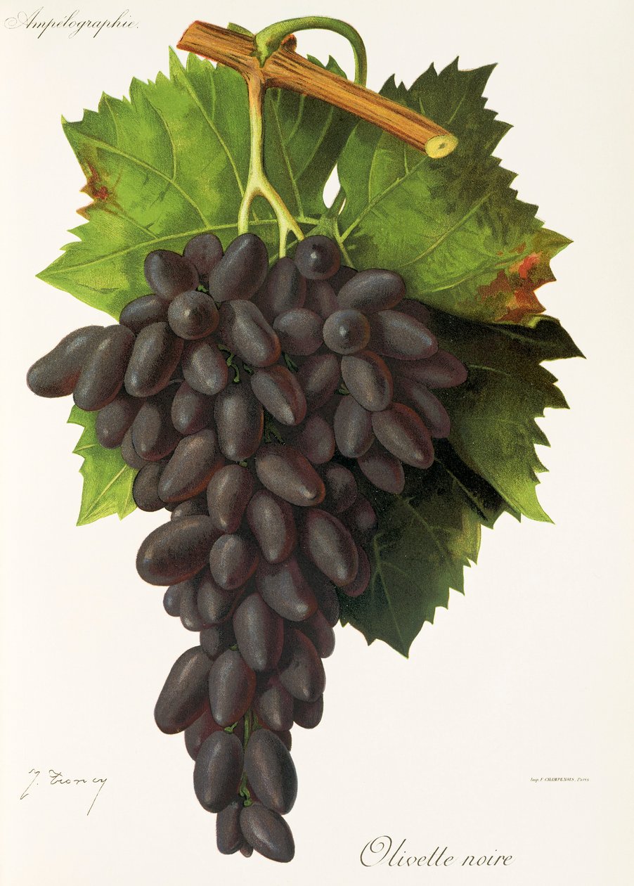 Olivette Noire drue av J. Troncy av Jules Troncy