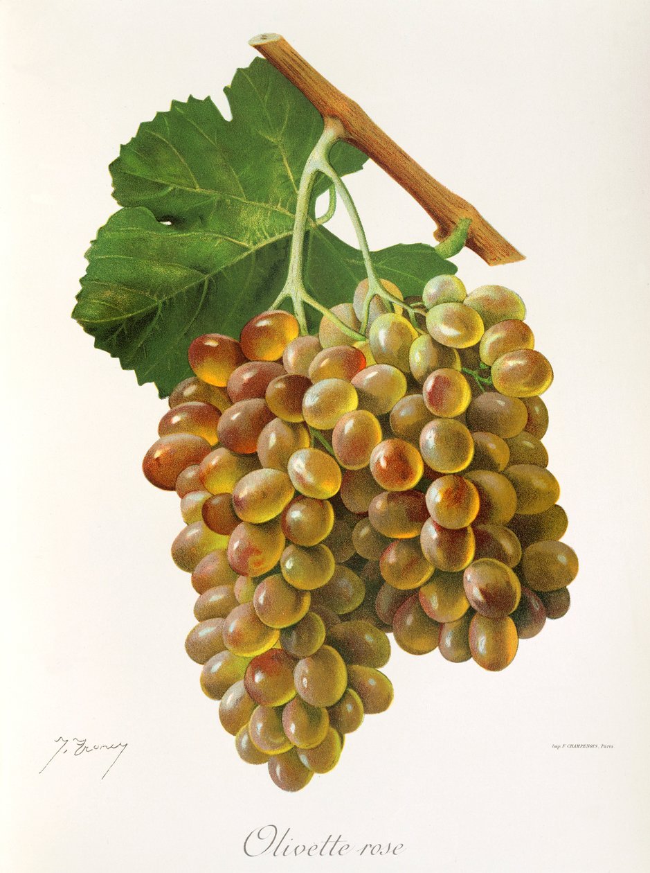 Olivette Rose drue av J. Troncy av Jules Troncy