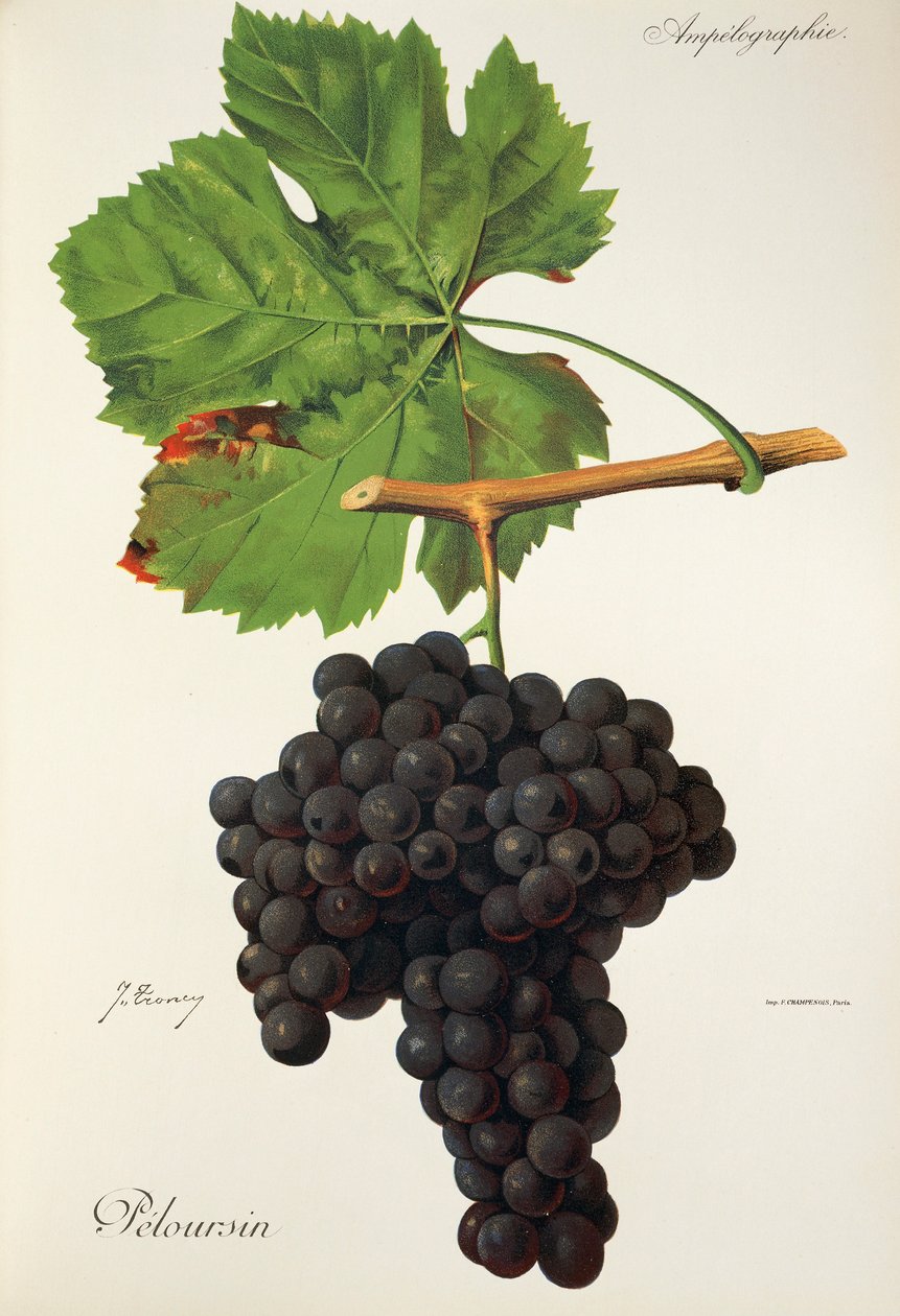 Peloursin-drue av J. Troncy av Jules Troncy