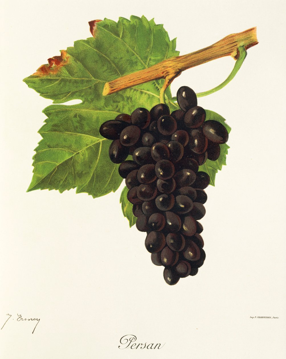 Persan drue av J. Troncy av Jules Troncy