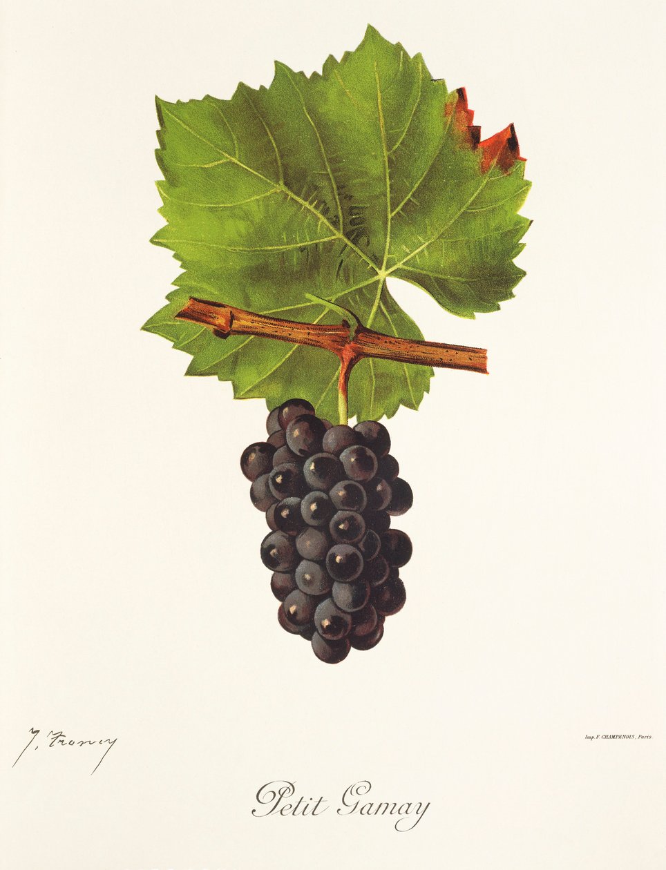 Petit Gamay drue av J. Troncy av Jules Troncy