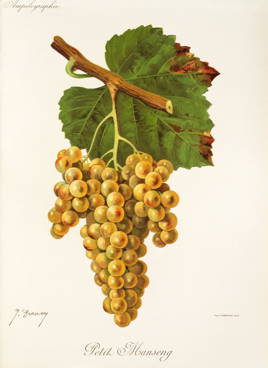 Petit Manseng-drue av J. Troncy av Jules Troncy
