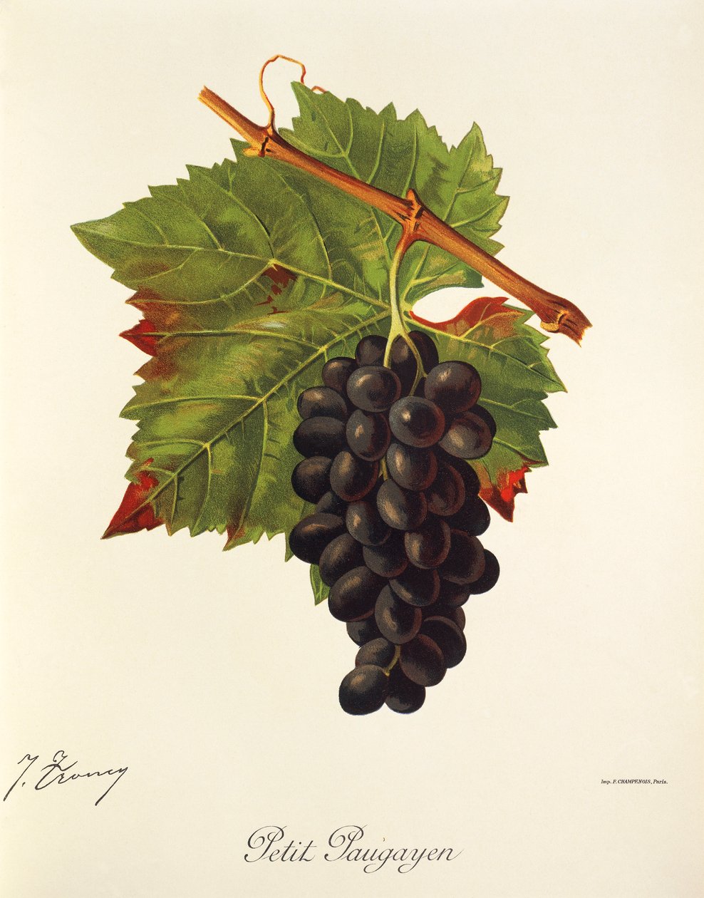 Petit Paugayen drue av J. Troncy av Jules Troncy