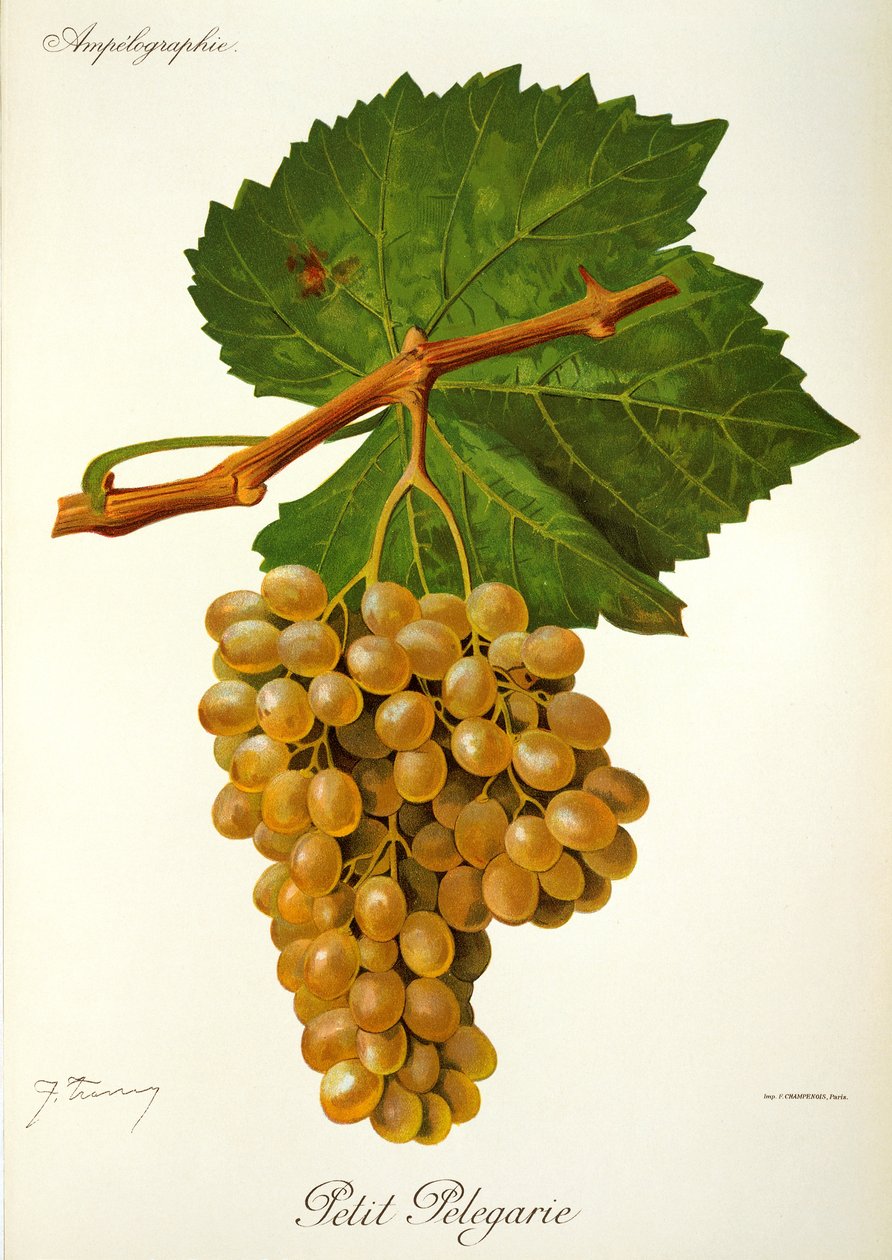 Petit Pelegarie drue av J. Troncy av Jules Troncy