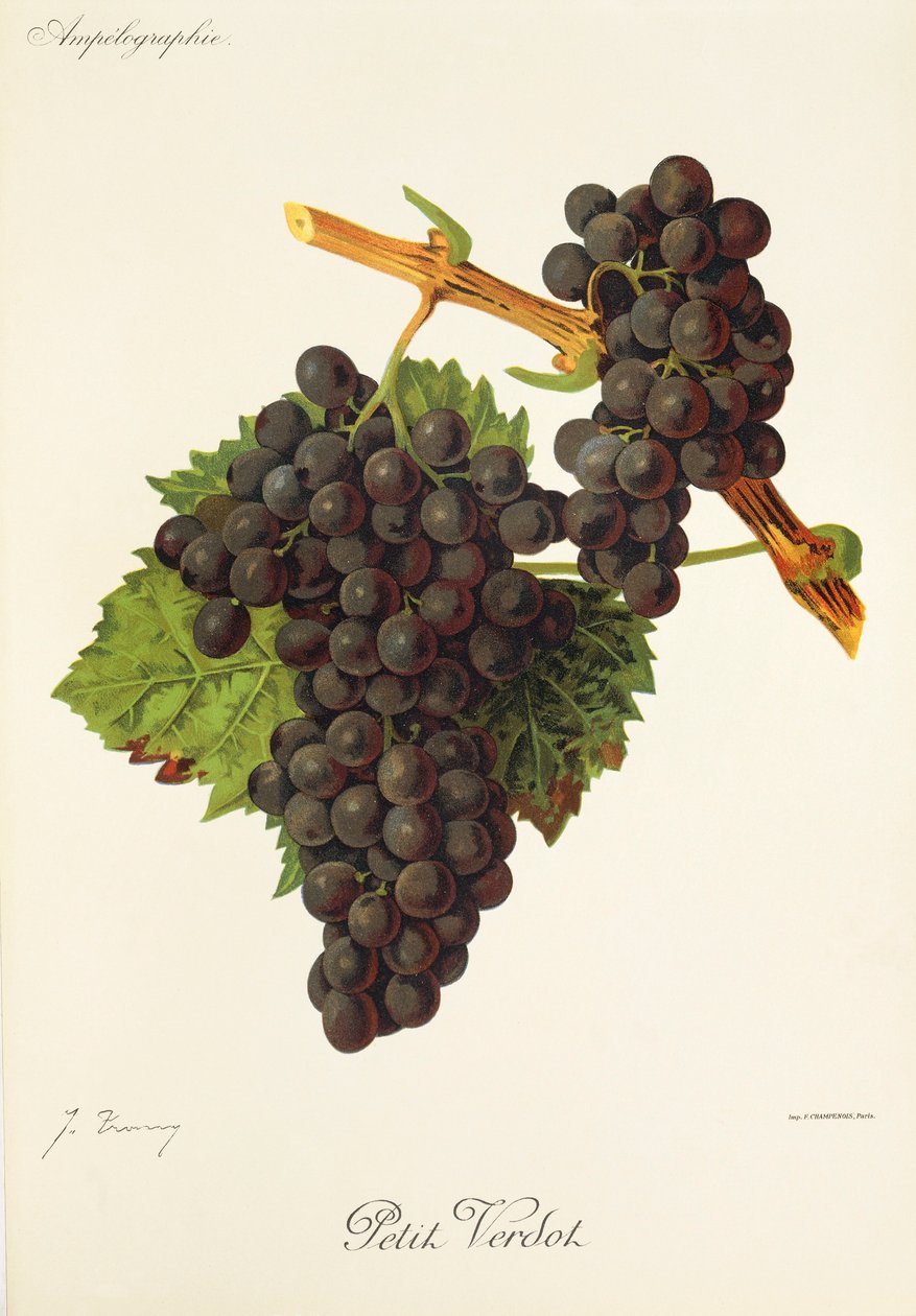 Petit Verdot-drue av J. Troncy av Jules Troncy