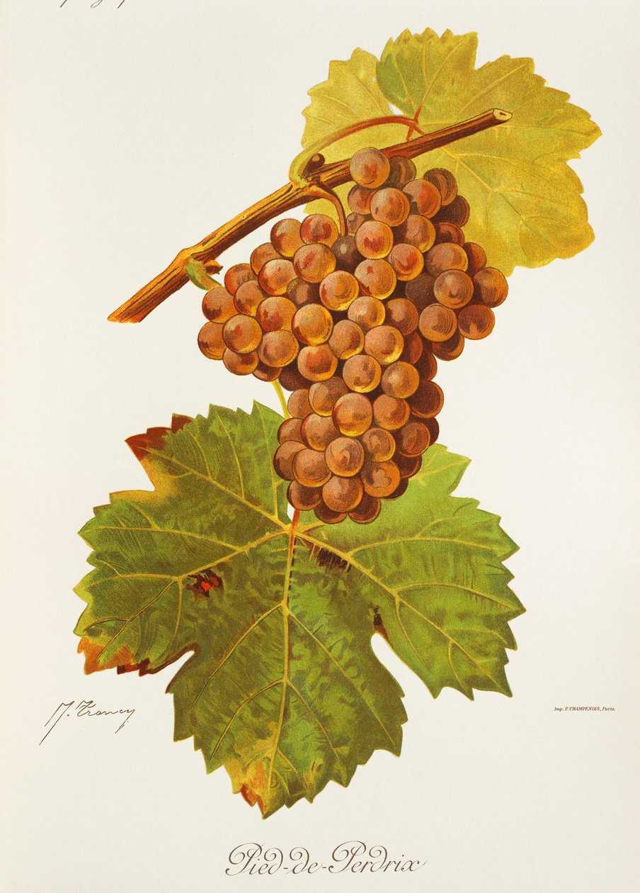 Pied-de-Perdrix-drue av J. Troncy av Jules Troncy
