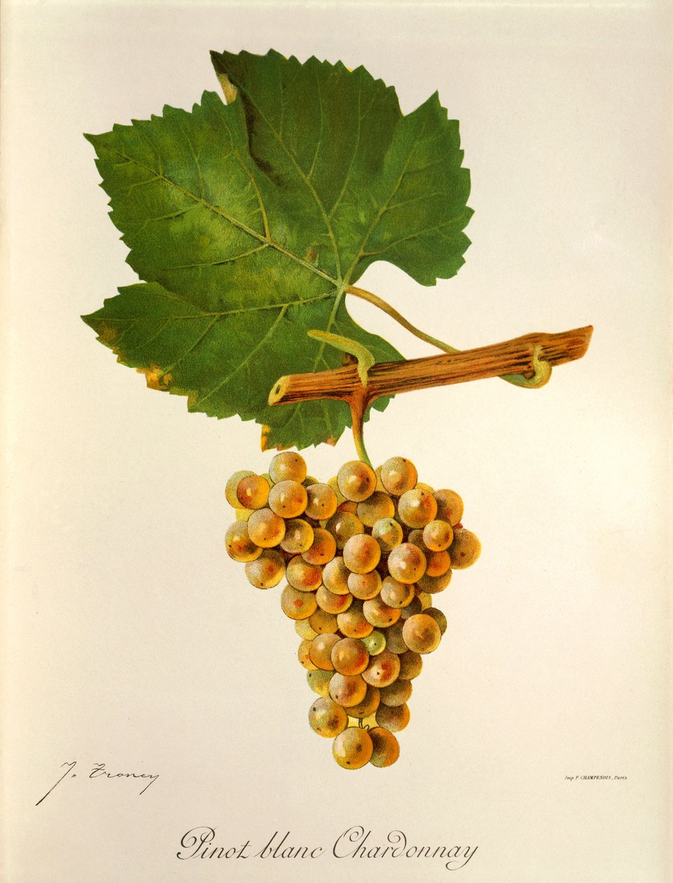 Pinot Blanc Chardonnay-drue av J. Troncy av Jules Troncy