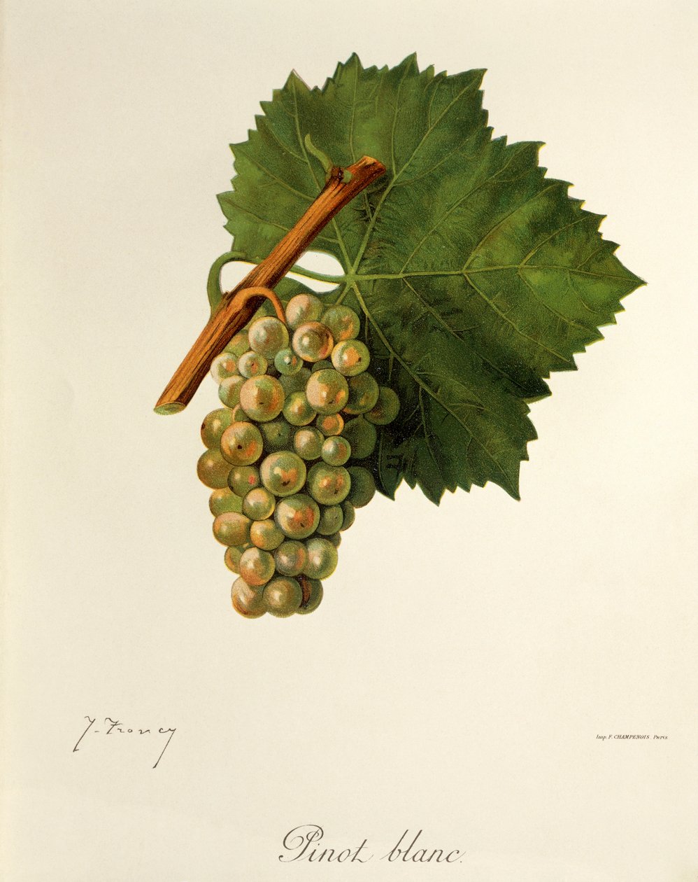 Pinot Blanc-drue av J. Troncy av Jules Troncy