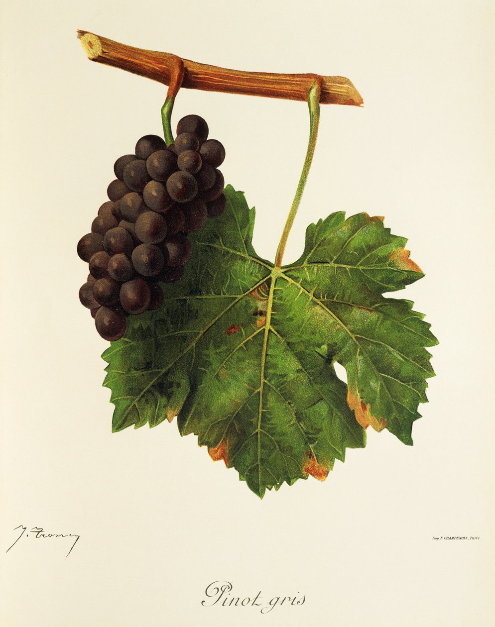 Pinot Gris drue av J. Troncy av Jules Troncy