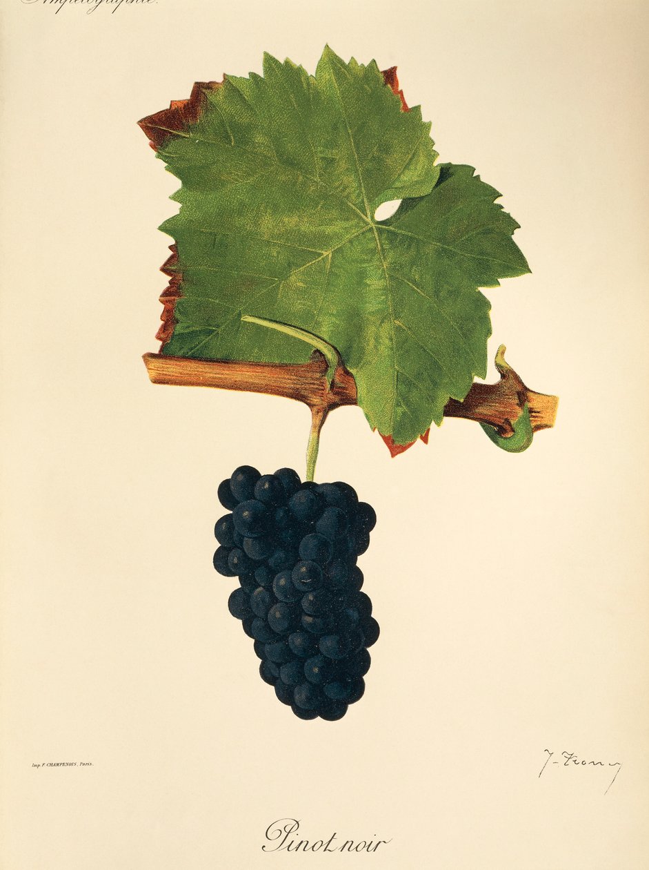 Pinot Noir-drue av J. Troncy av Jules Troncy