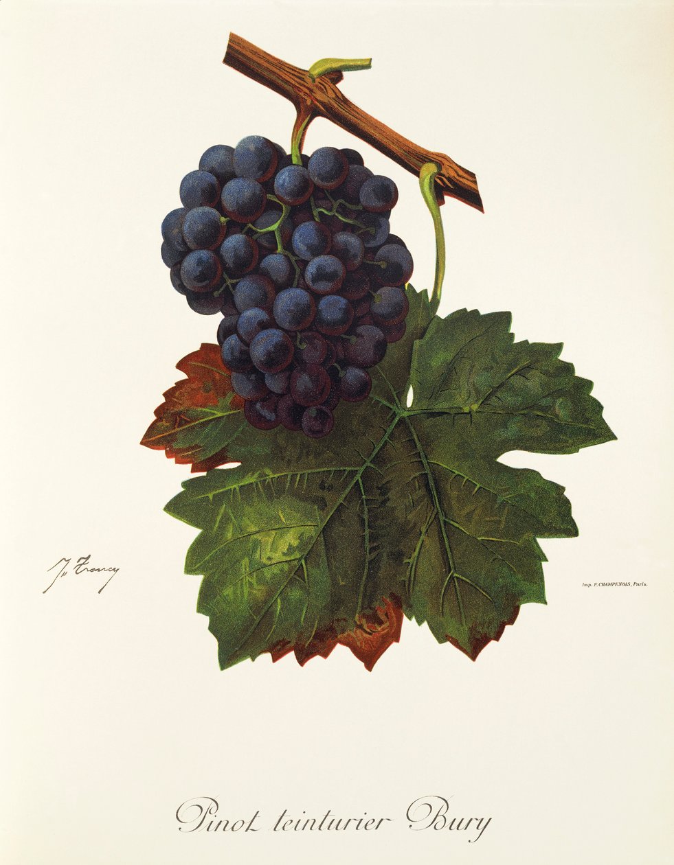 Pinot Teinturier Bury drue av J. Troncy av Jules Troncy