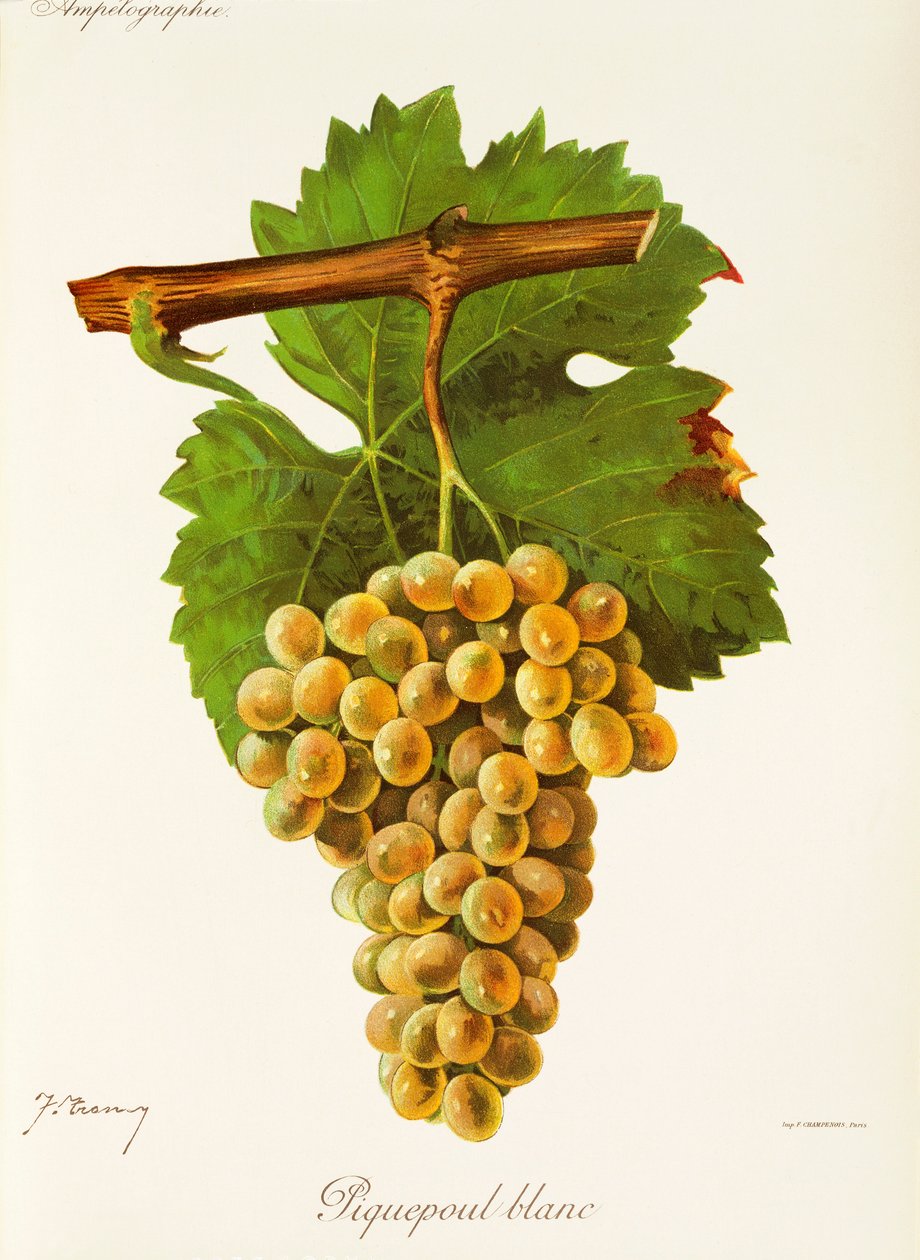 Piquepoul Blanc-drue av J. Troncy av Jules Troncy