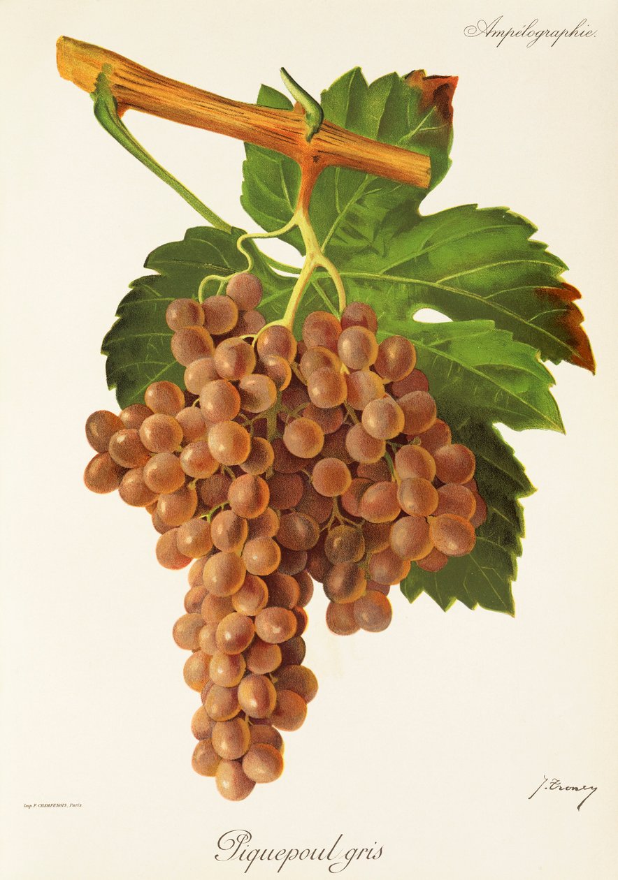 Piquepoul Gris-drue av J. Troncy av Jules Troncy