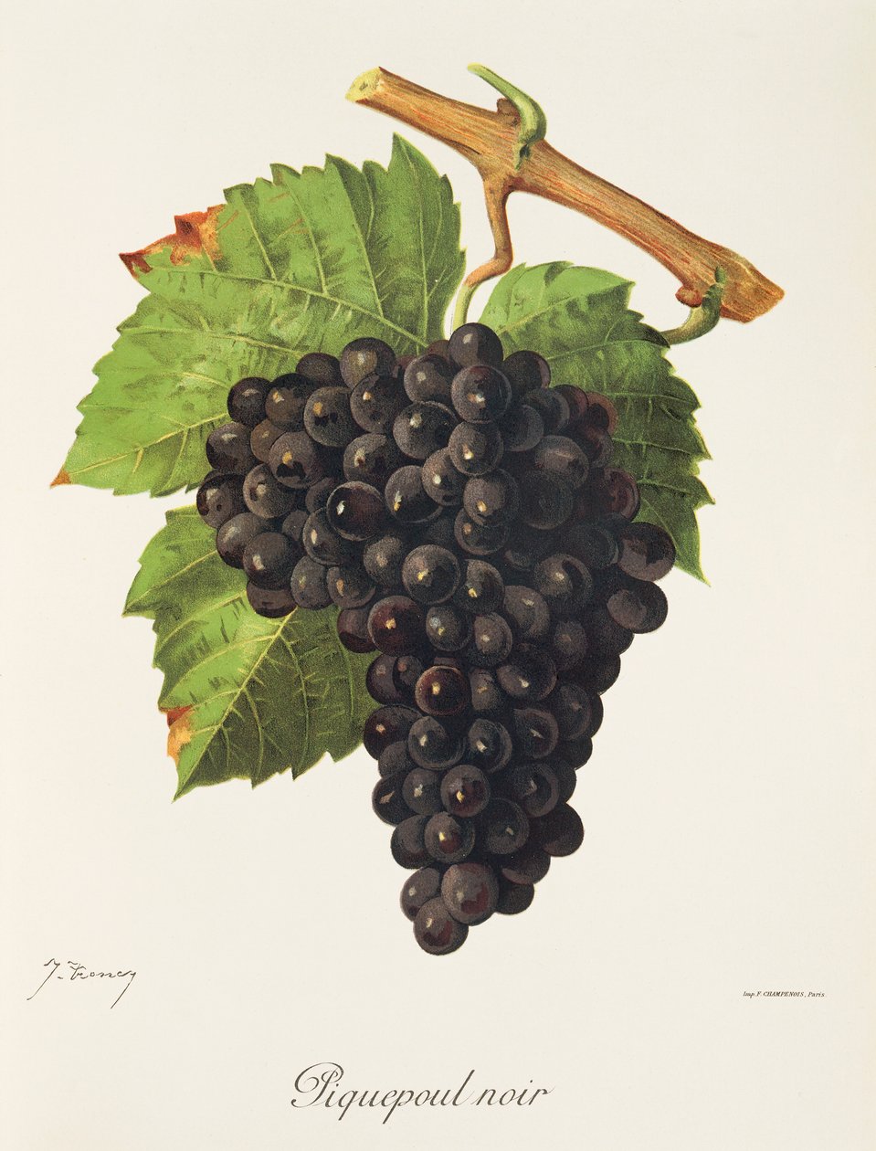 Piquepoul Noir-drue av J. Troncy av Jules Troncy