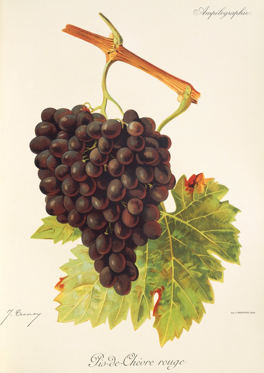 Pis-de-Chevre Rouge drue av J. Troncy av Jules Troncy